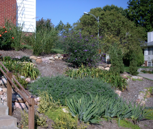 Beautiful landscaped garden with diverse plants and rock features